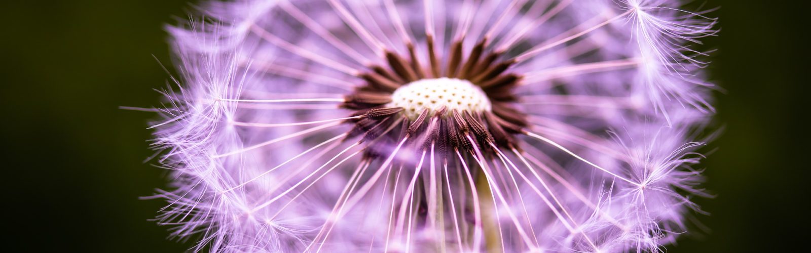 Christian Holistic Herbalism School Online