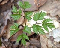 perimenopause naturally