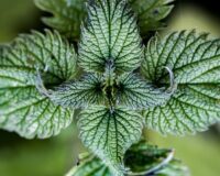 Monthly Herbal Monograph Subscription