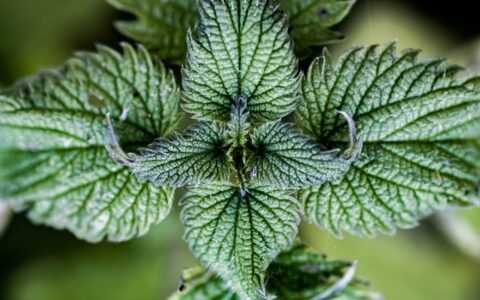 Monthly Herbal Monograph Subscription