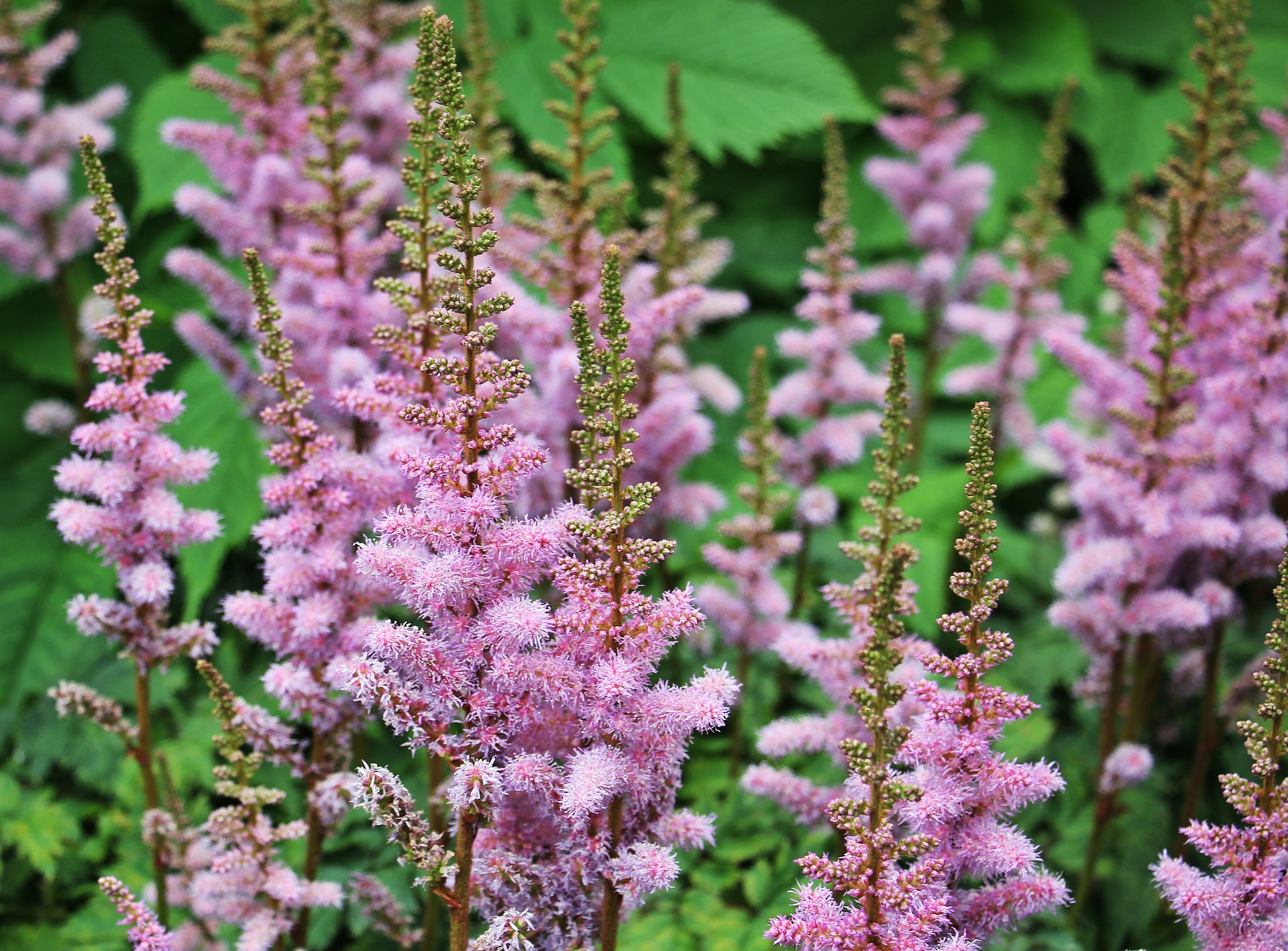 Christian Herbalism Course Online