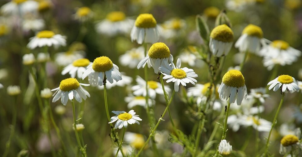 Field Notes: Monthly Herbal Monographs Subscription