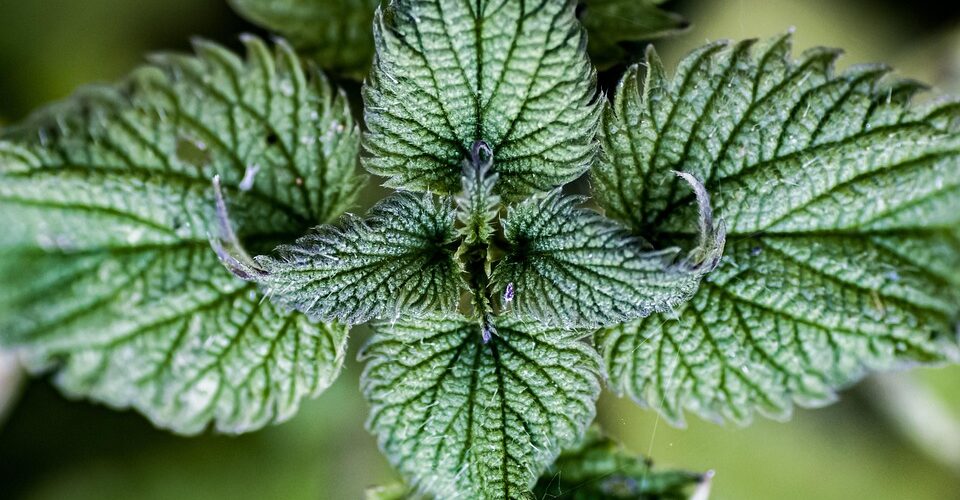 Monthly Herbal Monograph Subscription