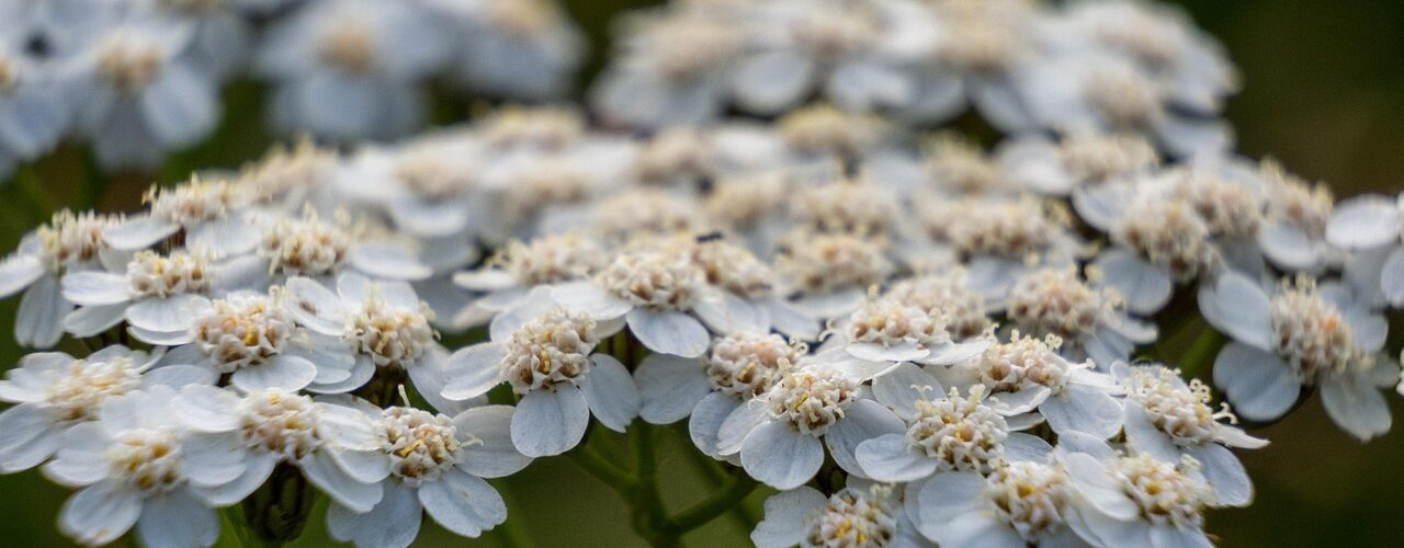 Christian Herbal Monograph Course